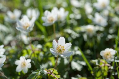 White flowers in the spring